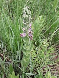 Image result for Brachycorythis ovata