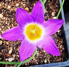 Image result for Romulea