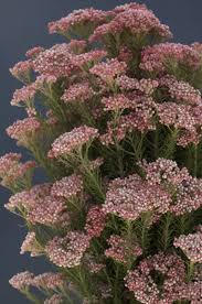 Pin On Light Pink Flowers