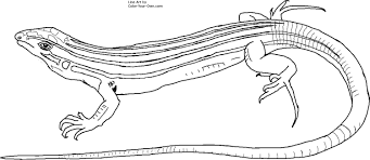 Desert Grassland Whiptail Lizard Coloring Page Coloring Pages Nature Snake Coloring Pages Coloring Pages