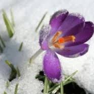 Maybe you would like to learn more about one of these? New England Garden By The Month Andover Garden Club