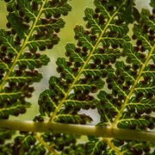 Image result for Dryopteris antarctica