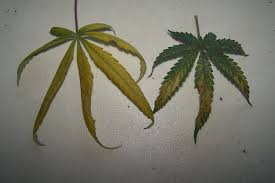 My potted plants are on a third floor balcony, so sometimes wind is an issue. Leaves Dying What S Happening Growing Botany 420chan