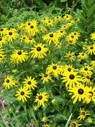 We did not find results for: 16 Pennsylvania Native Plants Ideas Native Plants Plants Wild Flowers