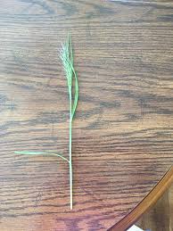 Image result for Acroceras macrum