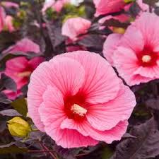 Image result for Hibiscus noldeae
