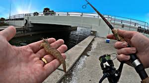A number of snook topping 40 pounds have been caught over the years on both coasts, and the maximum may be 60 or more.world record 53 pounds, 10 any small fish makes good live bait, as do live shrimp and crabs. Fishing With Live Shrimp To Catch Big Snook Sheepshead Youtube