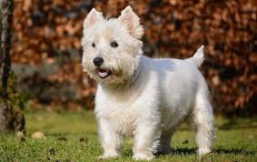 Check spelling or type a new query. West Highland White Terrier Vs Scottish Terrier Dog Breed Atlas