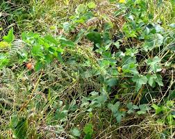 Image result for Trochomeria hookeri