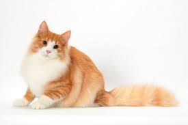 Meet The Magical Norwegian Forest Cat Catster