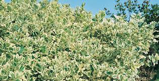 Se non vuoi vivere spostando le piante ogni mese o rassegnarti a vederle morire e ripiantarle la stagione successiva, allora hai bisogno di queste piante da esterno resistenti al caldo e al freddo. Piante Da Giardino Dall Autunno Fino Ai Primi Freddi