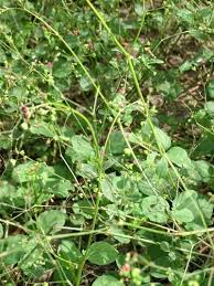 Image result for Boerhavia diffusa