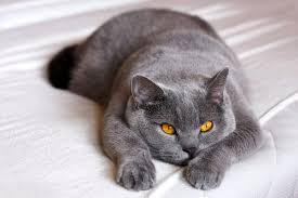 British Shorthair Kedisi Ozellikleri Nelerdir British Shorthair Yavrusu Ozellikleri British Shorthair Kedi Turleri British Shotair Mizaci Haberler