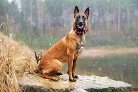 Check out malenwa's art on deviantart. Belgian Malinois Dog Wiki Fandom