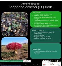 Image result for Boophone disticha