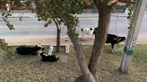 Quilpué is a city and capital of the marga marga province in central chile's valparaíso region. Vacas Se Toman Calles De Quilpue En Medio Del Toque De Queda