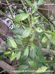 Image result for Excoecaria bussei