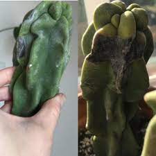 Just got a totem pole cactus cutting, monstrose variety. Help What Is This Black Spot That Is Growing On My Totem Pole Cactus Pic On Left Is From 2 Months Ago When I Got It And Noticed A Black Spot But