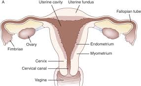 Image result for uterus