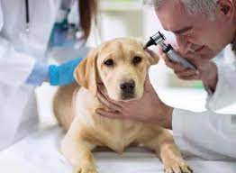 Normal life has certainly changed for all of us and the staff at the aec wish you, your family and pets well. Top Veterinarians In Kasaragod Best Veterinary Doctors Book Appointment Online Justdial