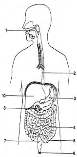 Picture Of Digestive System With Labels Koibana Info Digestive System Worksheet Human Digestive System Digestive System Diagram
