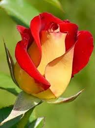 Pin By Janice Kilty On 1 A File General Beautiful Rose Flowers Beautiful Flowers Wallpapers Beautiful Roses
