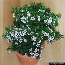 Waxflower Meaning Riches Chamelaucium Uncinatum Plants Places To Visit Meant To Be