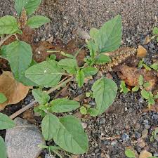 Image result for Amaranthus deflexus