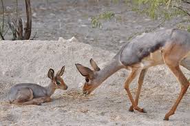 The Beira Antelope Mother And Baby Animals Animals Beautiful Young Animal