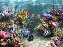 Aquarium Of Niagara Buffalo Ny 2008 Tropical Fish Tanks Fish Wallpaper Coral Reef