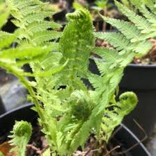 Image result for Cheilanthes botswanae