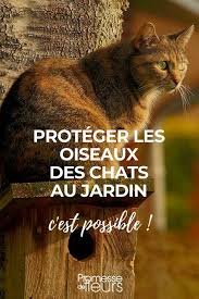 Chats Et Les Oiseaux Incompatibles Au Jardin Mes Conseils Pour Les Proteger Oiseaux Jardins Ravageurs Du Jardin