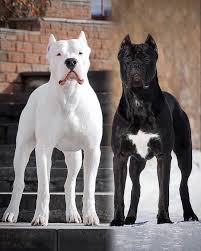 Dogo Argentino Worldwide On Instagram Which One Would You Pick Dogo Argentino Or Cane Corso Dogoarge In 2020 Dogo Argentino Dog Dog Argentino Cane Corso