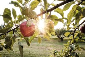 Are yet another way to cross reference when a particular tree identity is in question. 10 Lesser Known Cider Mills And Orchards Across Michigan Michigan