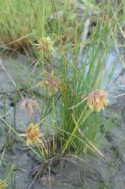 Image result for Cyperus squarrosus