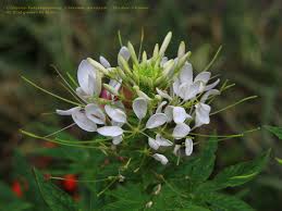 Image result for Cleome spinosa