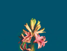 We did not find results for: 16 Beautiful Flowers Animated Gifs