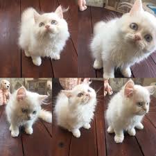 Pin On Adam Eve Hira Alice Alvin Exotic Shorthair Persian Cat