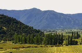 With a population of nearly 200,000, curico is the capital of curico province in chile's central valley region. Vina Valdivieso Wine Curico Valley Chile Validivieso Wine Chile S Valdivieso Vineyard