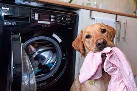 Why Does My Dog Take My Clothes When I Leave Answer Inside