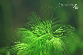 Image result for Ceratophyllum submersum