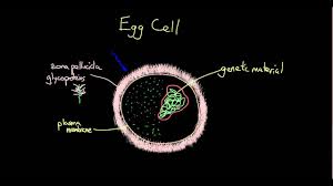Maybe you would like to learn more about one of these? Animal Development I Fertilization Cleavage Organismal Biology