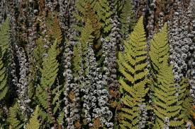 Image result for Cheilanthes