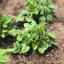 The eye is the point on the shoulder, or crown, of the tuber from which the plant grows. Dahlias 101 A Beginner S Growing Guide The Barn Of Chapel Hill At Wild Flora Farm