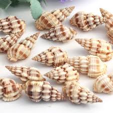 This article is a stub. 100 Pcs 2 4cm Natural Sea Shell Decoration Aquarium Ornements Supplies Beach Conch Concha Seashell Craft For Fish Tank Decor Aquarium Ornement Decoration Aquariumfor Fishing Aliexpress