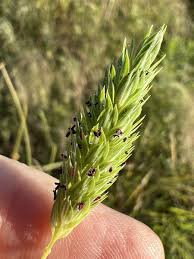 Image result for Phalaris