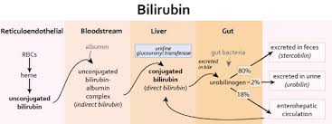 Bilirubin Production And Excretion Gastrointestinal