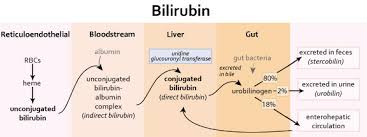 bilirubin production and excretion gastrointestinal