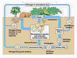 Gambar n.3 skema daur nitrogen. Perhatikan Gambar Siklus Nitrogen Di Bawah Ini Berdasarkan Gambar Diatas Bagaimanakah Tahapan Terjadinya Daur Nitrogen Blog Pak Pandani