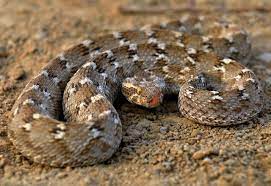 Jafaree Snake مار جعفری Echis Carinatusechis Carinatus Sochureki Deadly Animals Reptiles Snake